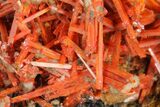 Bright Orange Crocoite Crystal Cluster - Tasmania #182619-2